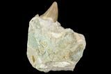 Otodus Shark Tooth Fossil in Rock - Eocene #111054-2